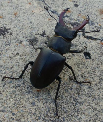 Réf. 210 738 : Lucanus cervus